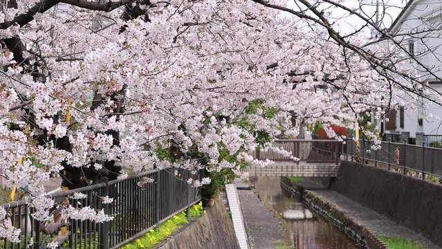 風に揺れる満開の桜と川を流れる花弁
