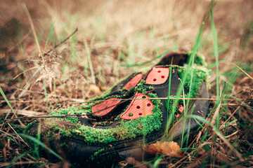 Zaśmiecanie środowiska, stary but w lesie. Przyroda powoli się odnawia, mech na butach