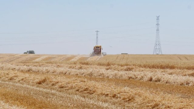 Combine Harvesting wheat field in Spain. Clear sky blue colors golden fields. Wide shot.
