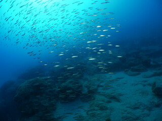 Fototapeta na wymiar silverside fish school underwater scenery of mediterranean rocks and reef deep blue clean water