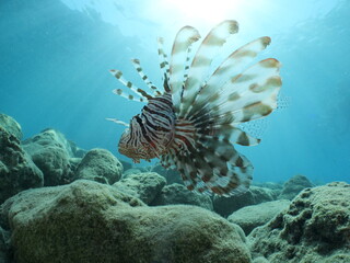 lion fish underwater lionfish underwater mediterranean sea sun beams and rays background