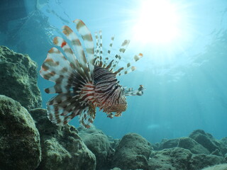 Naklejka na ściany i meble lion fish underwater lionfish underwater mediterranean sea sun beams and rays background