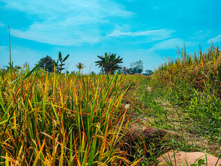 field in the summer