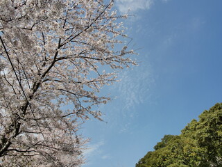 Stroll through a park in the city and see the blue sky in full bloom