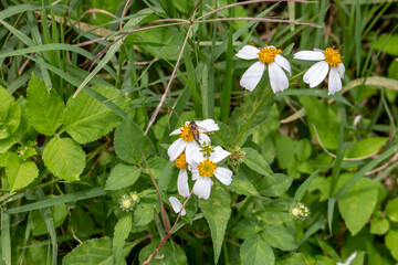 Close up photo of daisy flower and bee