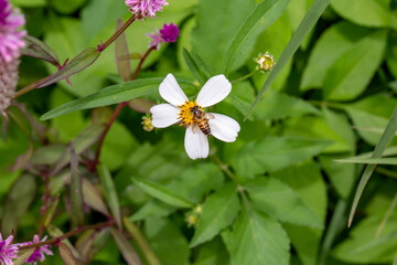 Obraz na płótnie Canvas Close up photo of daisy flower and bee