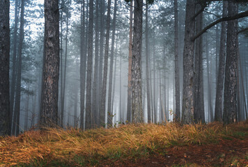 Foggy mystical pine forest after rain. Beautiful nature autumn atmospheric landscape. Tree trunks in the misty weather