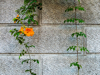 壁面からぶら下がる花