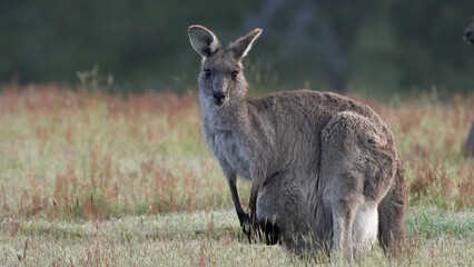 kangaroo female with a joey looks towards camera at kosciuszko
