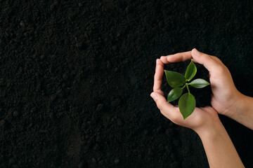Woman holding seedling over soil, top view with space for text. Planting tree