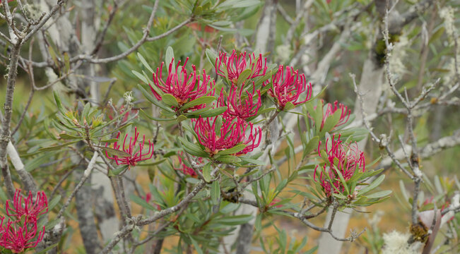 wide shot of a flowering tasmania waratah at cradle mt
