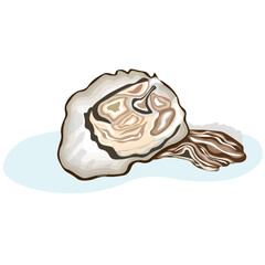Tasty oysters on white background