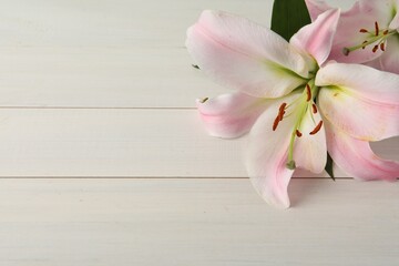 Beautiful pink lily flower on white wooden table. Space for text