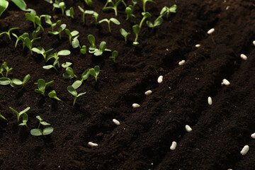 White beans in fertile soil. Vegetable seeds