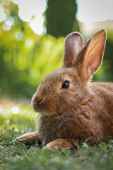 Cute fluffy rabbit on green grass outdoors