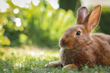 Cute fluffy rabbit on green grass outdoors. Space for text