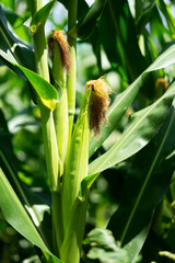 corn crop background for the theme of agriculture and food industry