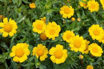 beautiful Glebionis segetum corn marigold corn daisy flower blooms