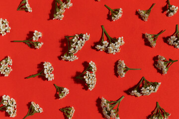 White wild flowers pattern on red background. Top view.