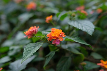 beautiful little orange flower background in the forest