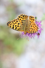 queen of spain fritilllary butterfly pollinating a flower
