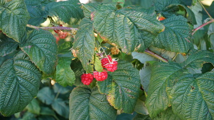 Maliny na krzaku w ogrodzenie. Raspberries in the garden © 50photography