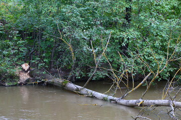 A tree felled by beavers in the river