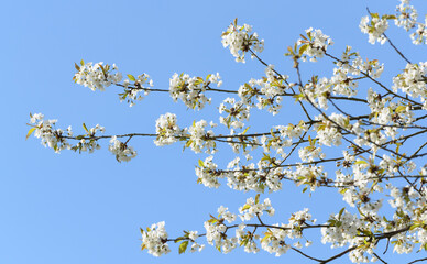 blossoming cherry tree