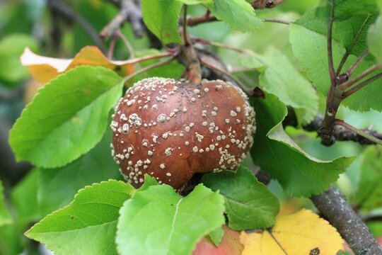 Typical apple tree Monilinia fructigena.  Monilinia cause brown fruit rot of the fruit tree.