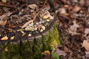 Soft focused close up shot of tree stump with burl, burr, bur, parasite mushrooms