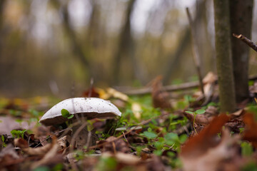 White champignon in autumn forest among dry leaves. Seasonal mushrooms hunting, fall nature, healthy organic food concept.