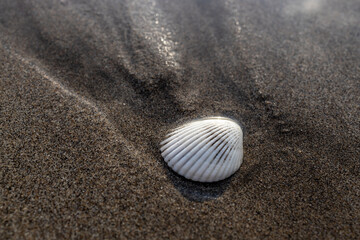 shell on the beach