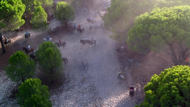 Horsemen chasing bulls through the forest, aerial view
