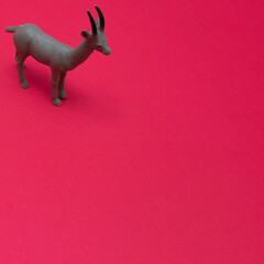 Chamois isolated on red background with copy space. Minimum wild life scene.