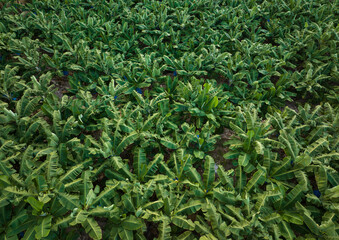 Banana Gardens and Hole Sea Beach Drone Photo, Gazipasa Antalya, Turkey