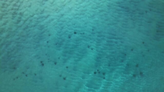 Aerial view above sting rays (Dasyatis pastinaca) in turquoise ocean water - top down, drone shot