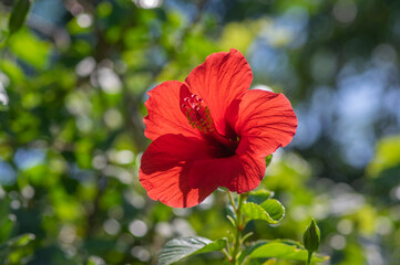Hibiscus rosa-sinensis red flowering china rose tropical rose mallow plant, colorful bright flower in bloom