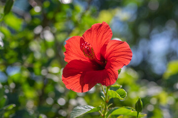 Hibiscus rosa-sinensis red flowering china rose tropical rose mallow plant, colorful bright flower...