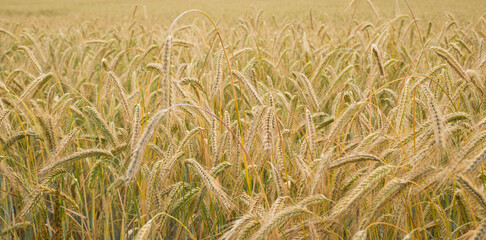 golden grain field with ripe ears