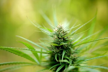 Gros plan fleur de chanvre cannabis CBD agriculture