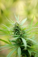 Gros plan fleur de chanvre cannabis CBD agriculture