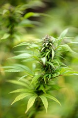 Gros plan fleur de chanvre cannabis CBD agriculture