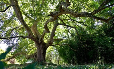 Énorme platane centenaire très grand arbre forêt nature