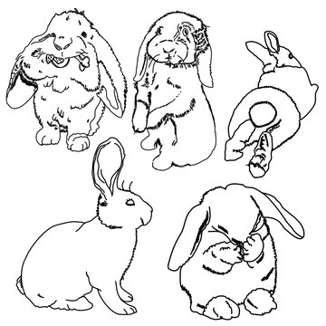set of rabbits,character illustration
,back and white,
darwing,art,
design,Background.