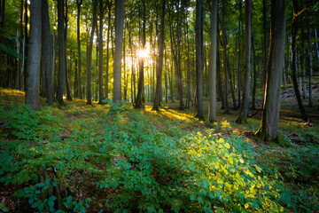 Die Sonne scheint in den Wald im Nationalpark Jasmund auf Insel Rügen
