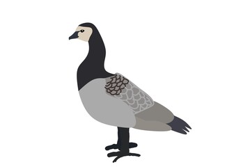 pheasant isolated on white background