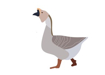 goose on white background
