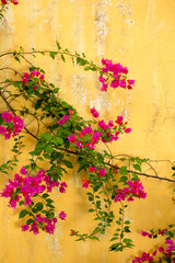 Fototapeta na wymiar Bougainvillea Flowers Wall Background