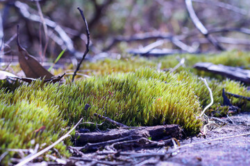closeup of moss