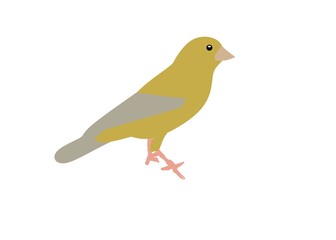 bird on a white background